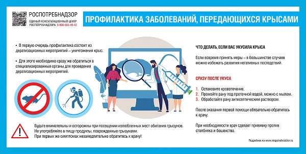 Профилактика заболеваний, передающихся крысами Профилактика заболеваний, передающихся крысами